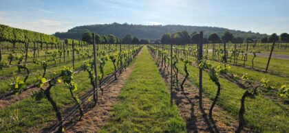 παγετός αμπελώνες ζημιές βλαστοί προστασία καλλιεργειών smart agriculture SynField