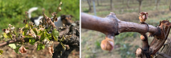 Wilt and browning of young shoots, leaves, and primary buds after spring frost 