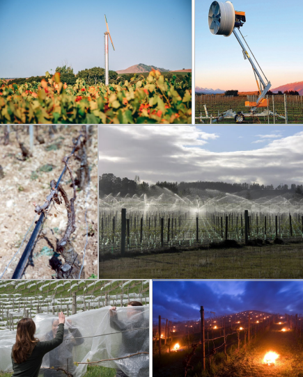 Active frost control measures in vineyards