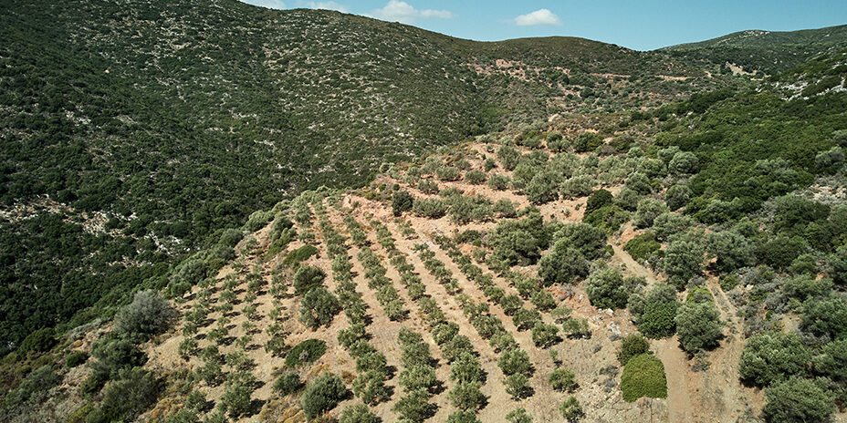 AgiaSofiaEstate Ελαιώνας